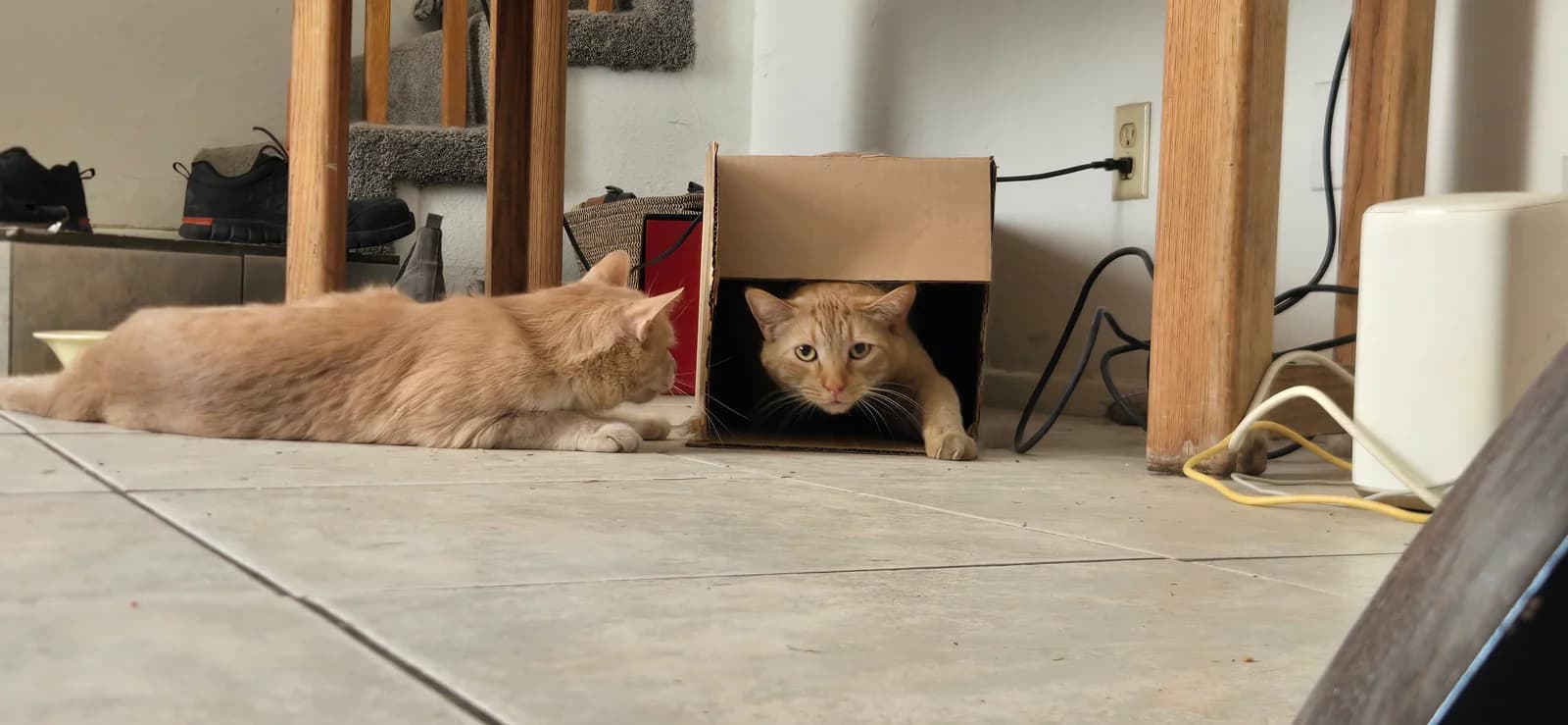 Boumtje, half way outta the box